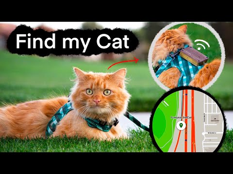 Find my Cat — hook video