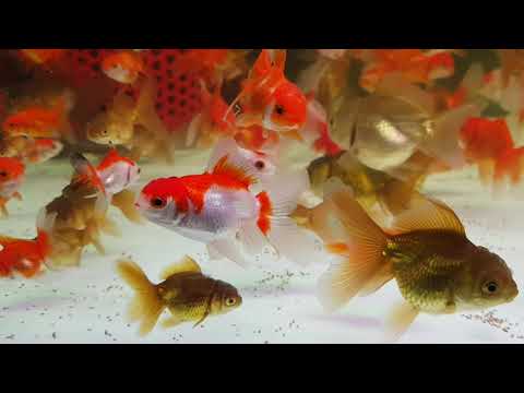 Cá 3 Đuôi Đẹp Và Các Loại Cá Vàng Oranda