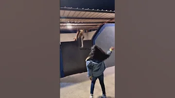 شبية الخيل شيلات بدون موسيقى 