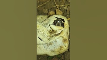 अजगर Rock Python #viral #reels #shorts #short #reel #viralvideo #viralshorts #viralreel #snakes