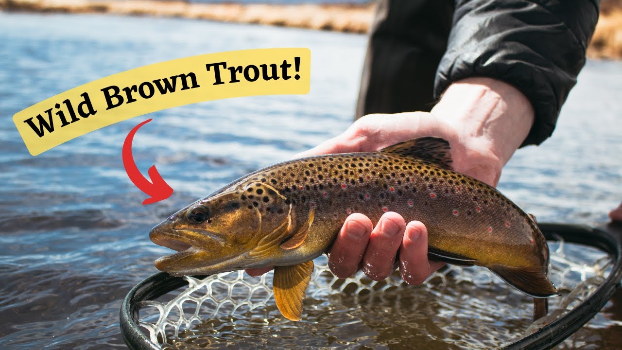 FlyFishing the Upper Arkansas River, April 2022 Onthewater update