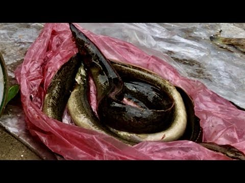 Video Fishing - How to Scout Pin Fish Bait - Mồi câu Chạch... - youtube
