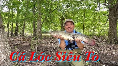 Câu cá lóc dính toàn là hàng khủng | @San bat cuoi tuan usa