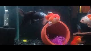 goldfish laying eggs | male chasing female | hundreds of egg | 2 week laying eggs