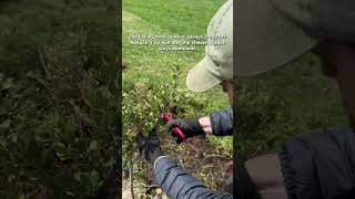 Truffle Tree Pruning: The 50% Rule for Forked Oaks