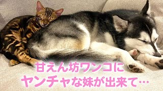 甘えん坊過ぎるワンコにヤンチャな妹ネコが出来ると、驚きの変化がありました…！