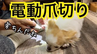 犬の爪切りが苦手な人もこれなら安心出来る電動爪切り