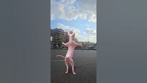 Video 6992421: kitten sphynx catlover cute, sphynx kitten cute cat, sphynx funny catlover kitten, cute sphynx dance, beautiful sphynx, best sphynx
