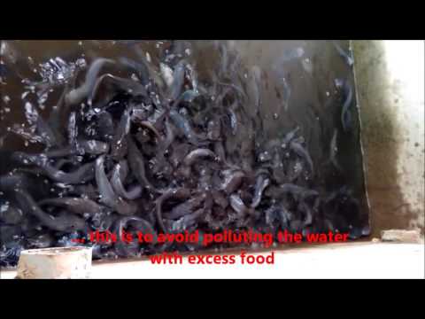 Video: How To Feed Catfish