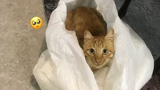 Funny Moments of Cats | Funny Video Compilation - Synth Sensation #20