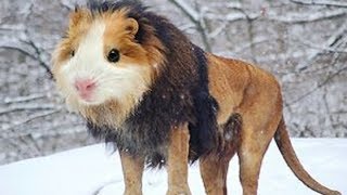 Norwegian Artist “Breeds” New Exotic Species Of Animals by Facts Finity 1,049 views 5 years ago 3 minutes, 29 seconds
