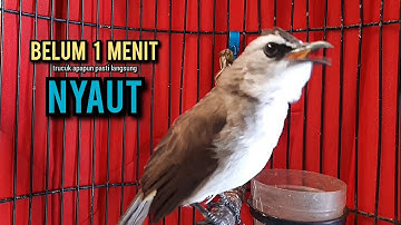 trucukan gacor TARUNG ROPEL PANJANG pancingan trucukan agar bunyi jadikan burung trucuk gacor NYAUT
