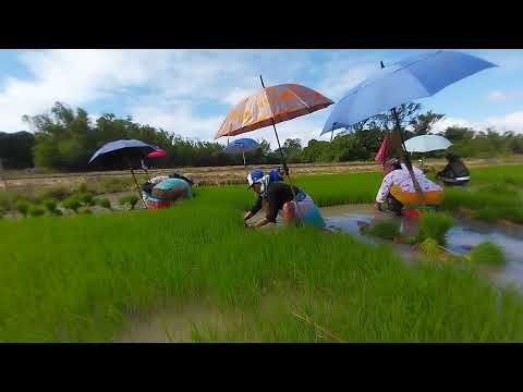 AMAZING FARMERS -Uprooting rice seedlings #farmers