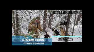 Охота на соболя с лайкой в Сибири. сезон 2022.