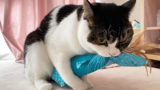 🐈去勢してたけど発情したかもしれない息子猫…