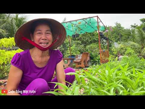 Video Đổi một luống rau muống lấy một nồi lẩu gà hầm sả |... - youtube