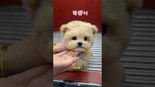 Do You Like The Champagne-Colored Teddy Bear That Is As Cute As A Bear? Teddy Bear Small Teddy Cute