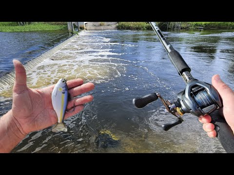 Spillway Fishing With Realistic Swimbait ( LIVETARGET Gizzard Shad