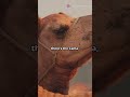 10 New Hybrid Animals Created Recently|Unbelievable Crossbreeds You Have to See!🦁🦄#foryou #subscribe