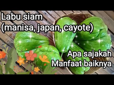 Labu siam(manisa, japan, chayote) Apa sajakah manfaat baiknya?