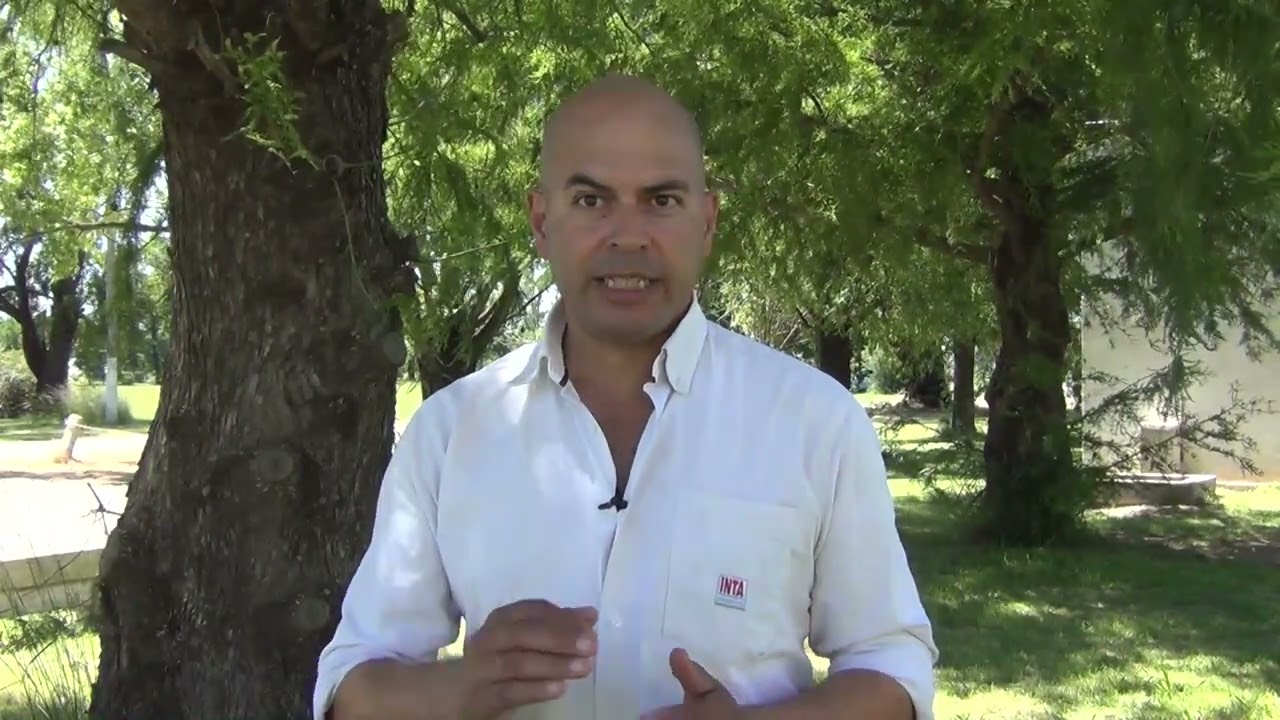 Variedades en cuanto a la siembra y cosecha de trigo. Más detalles