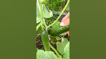 easy cucumber harvesting techniques #farming #agriculture #shorts