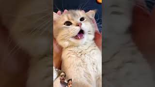 #funny #transisi #love # #family #lucu transid #memes #transisikembar