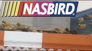 NASBIRD