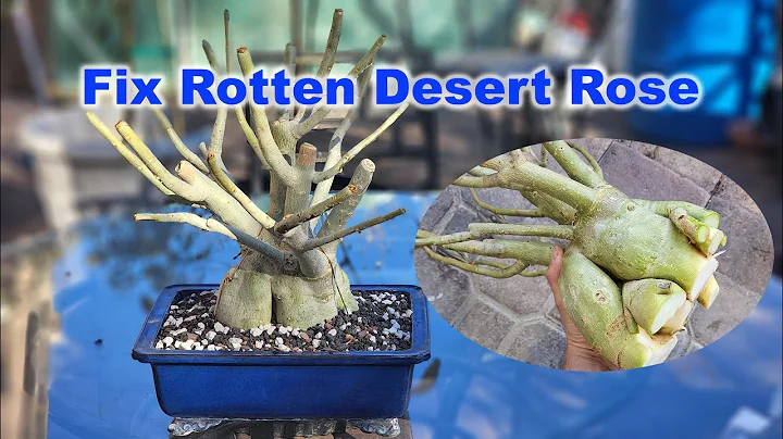 Save your rotten and dying Desert Rose | GreenMangoes | Adenium - DayDayNews