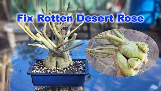 Save your rotten and dying Desert Rose | GreenMangoes | Adenium screenshot 5