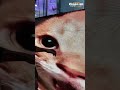 Fix this cat's eyes? #ledscreen #leddisplay #ledwall #rentalleddisplay #rentalled