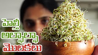 హెల్తీ అల్ఫాల్ఫా మొలకలు||  Healthy Alfalfa seeds Sprouting process