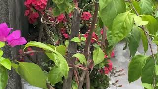 IMG 0467