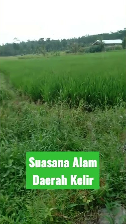 Pesawahan daerah Kelir Banyuwangi