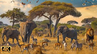 โลกของเรา | สัตว์ป่าแอฟริกัน 4K - การอพยพครั้งใหญ่จากเซเรนเกติไปยังมาไซมารา เคนยา #78