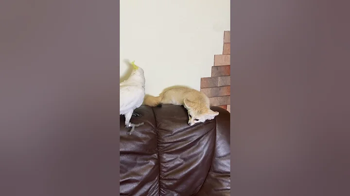 Watch the video about Charlie decides whether to give Tiffany a massage or not.