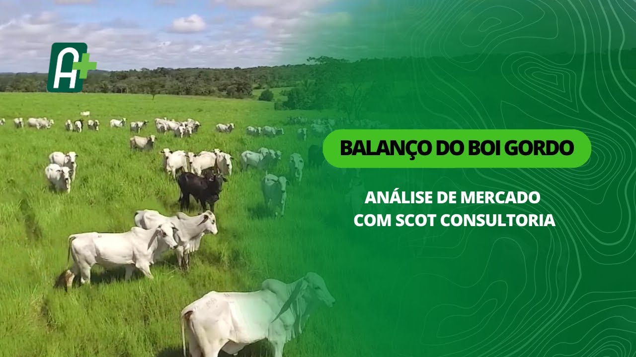 Mercado do boi gordo para São Paulo e exportação de carne bovina in natura  - TV Scot Consultoria - Portal do Agronegócio