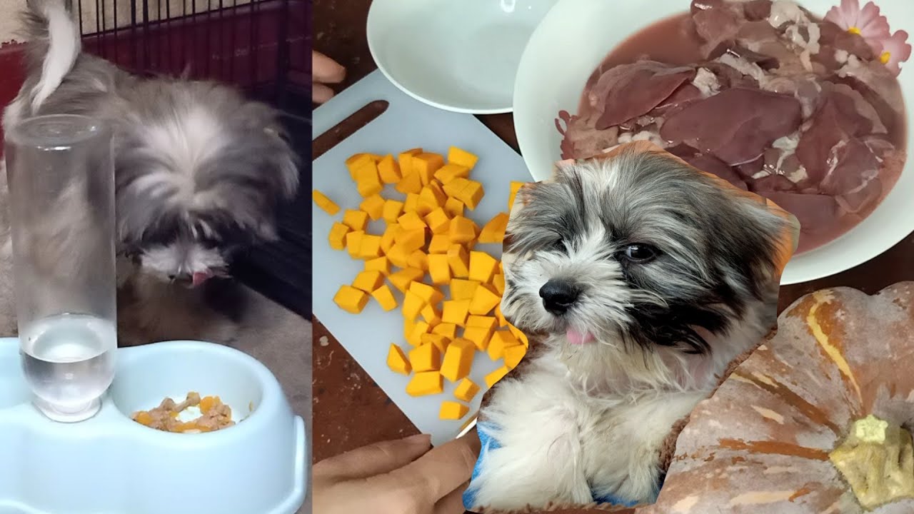 what foods are bad for shih tzus