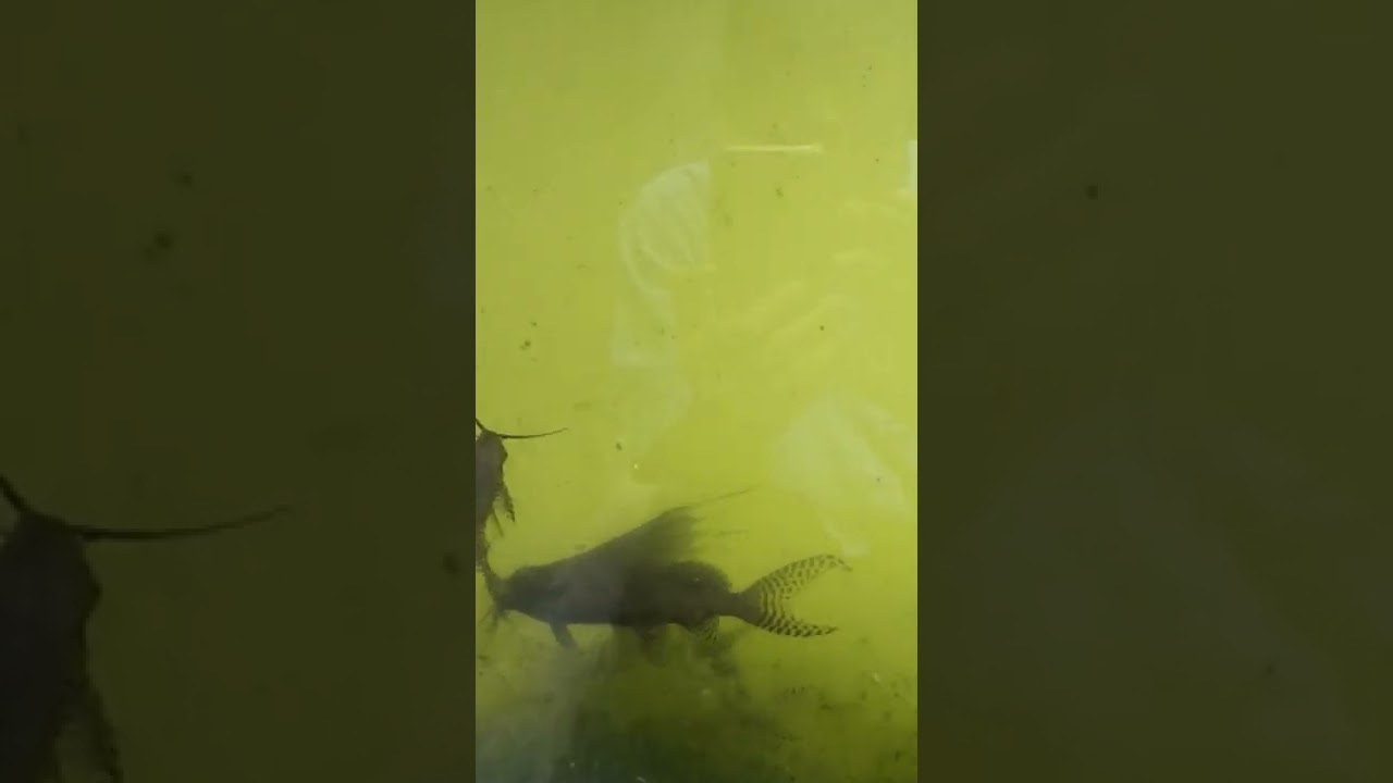 MONSTER IKAN KW 😂