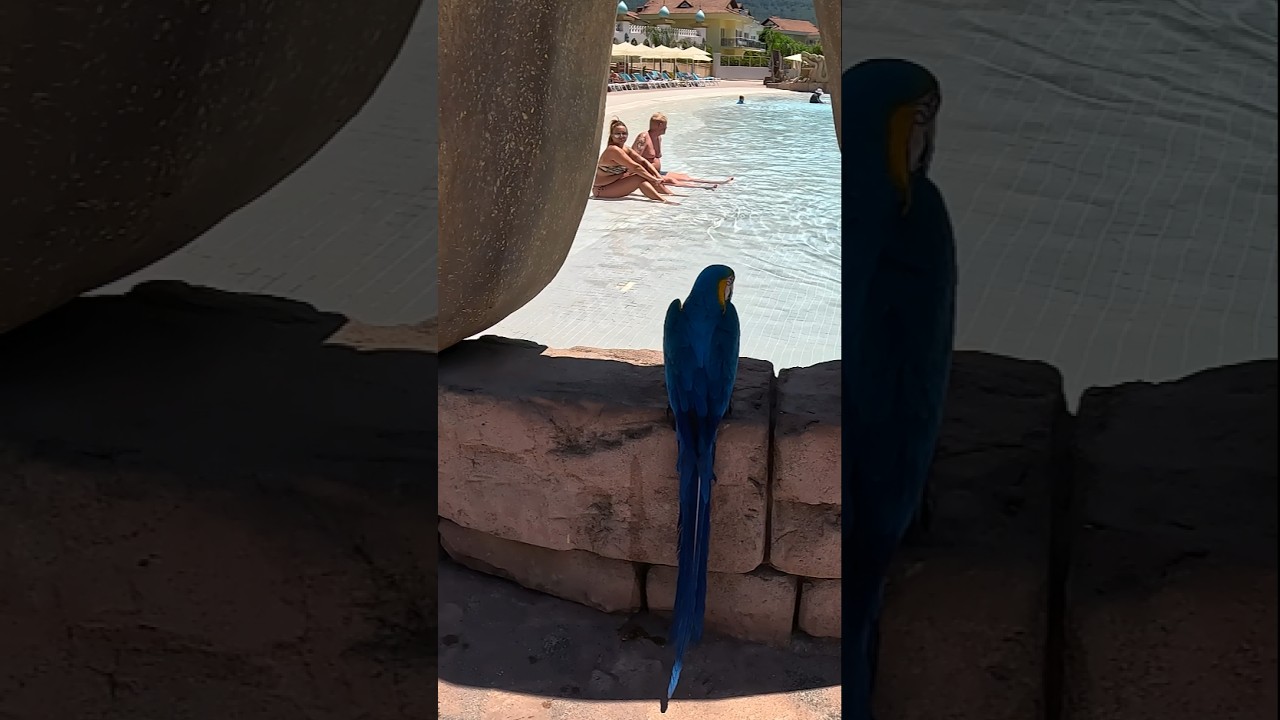 Mascots of Orka World Aquapark 