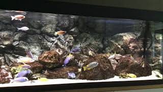 Grazende Malawi cichliden screenshot 4