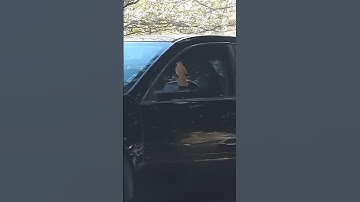 Mocking Bird defending nest from a car #mokingbird