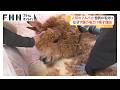 モフモフじゃない!涼しそうなアルパカ ゴールデンウィーク明け恒例の散髪姿 なぜ頭の毛だけ残すのか聞いてみた(2026年05月12日)