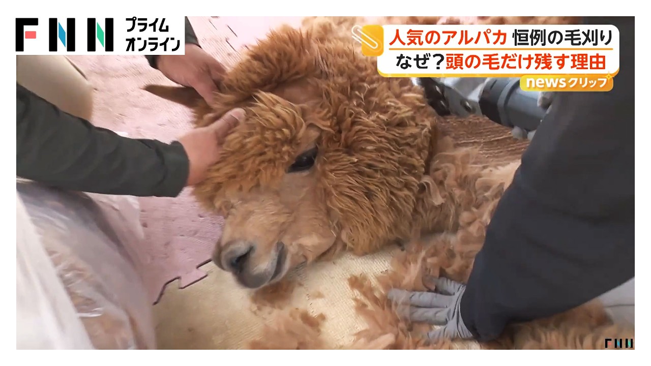 モフモフじゃない!涼しそうなアルパカ ゴールデンウィーク明け恒例の散髪姿 なぜ頭の毛だけ残すのか聞いてみた(2026年05月12日)