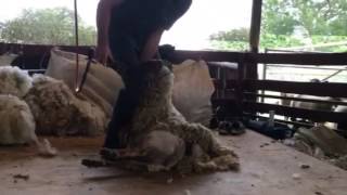 Sheep Shearing 2015