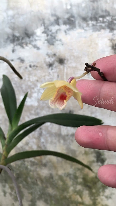 si kuning dari Sumatera