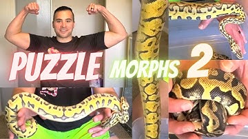Ball python PUZZLE morph: Unboxing | Het Markers | Tells | Signs | & More (Pt. 2) - 2021