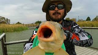 Bluegill & Carp, Ascarate Lake