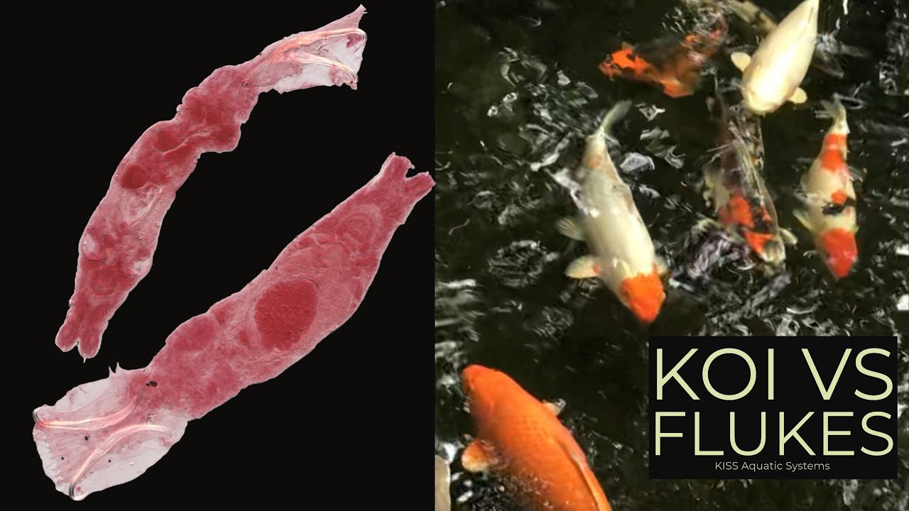Koi Vs Flukes How I Control These Common Parasites YouTube koi-vs-flukes-how-i-control-these-common-parasites-youtube