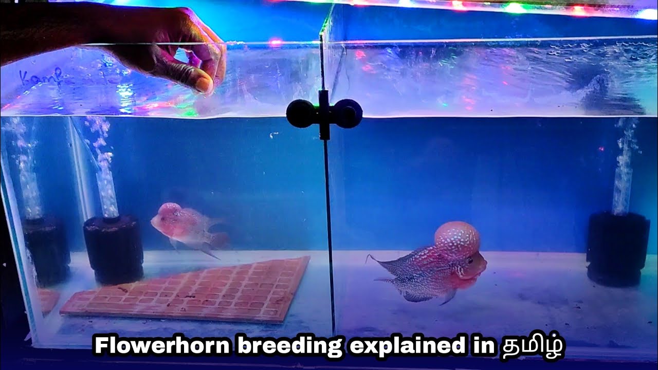 Flowerhorn breeding explained by expert | தமிழ்